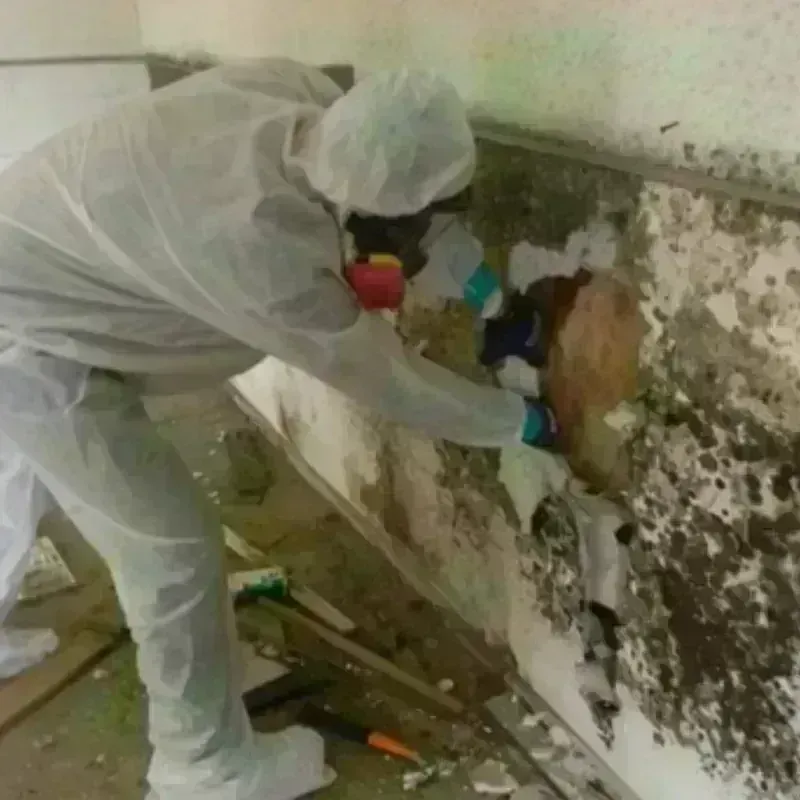 Mold Remediation and Removal in Quincy, WA